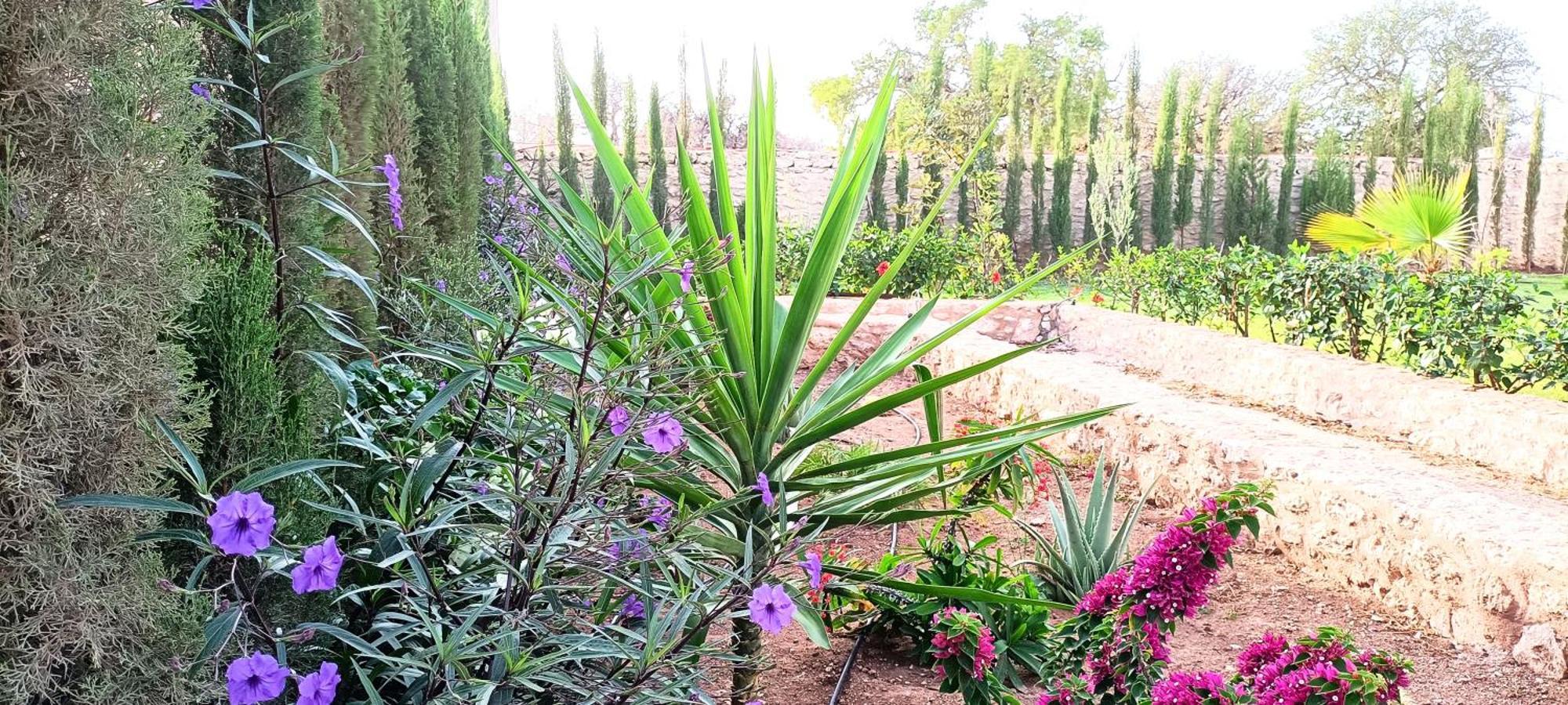 אסאוירה Villa Iyad מראה חיצוני תמונה