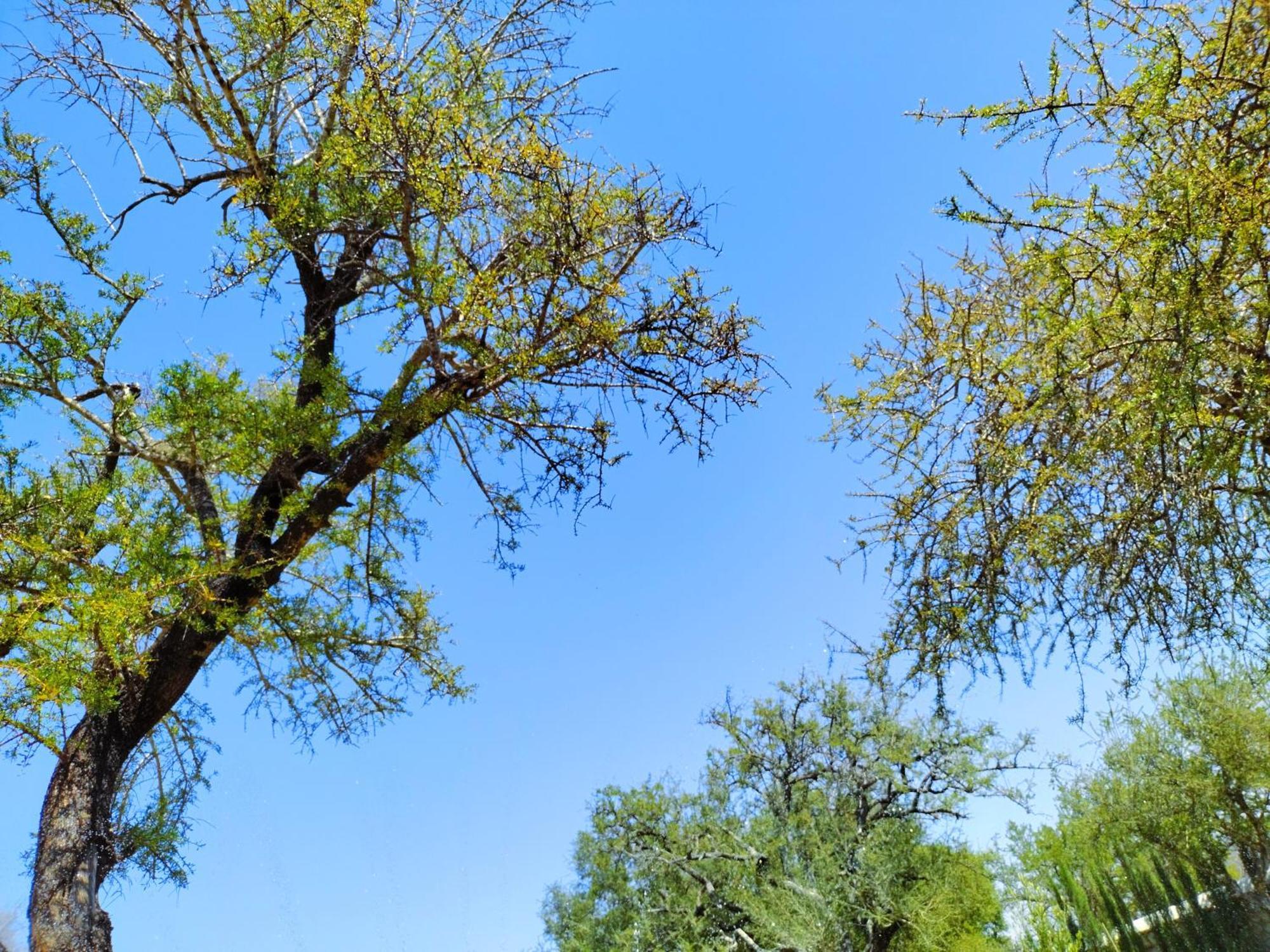 אסאוירה Villa Iyad מראה חיצוני תמונה