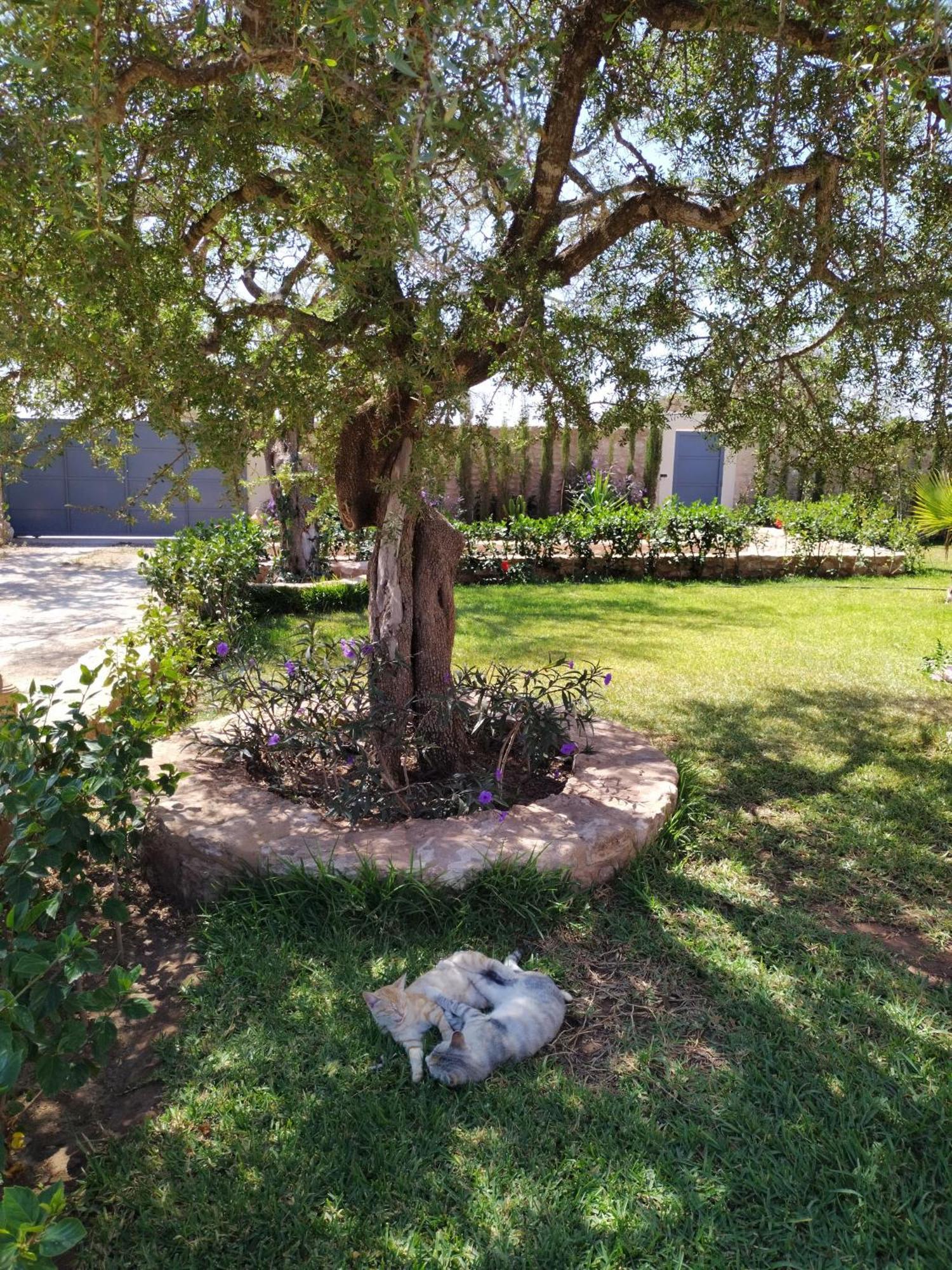 אסאוירה Villa Iyad מראה חיצוני תמונה